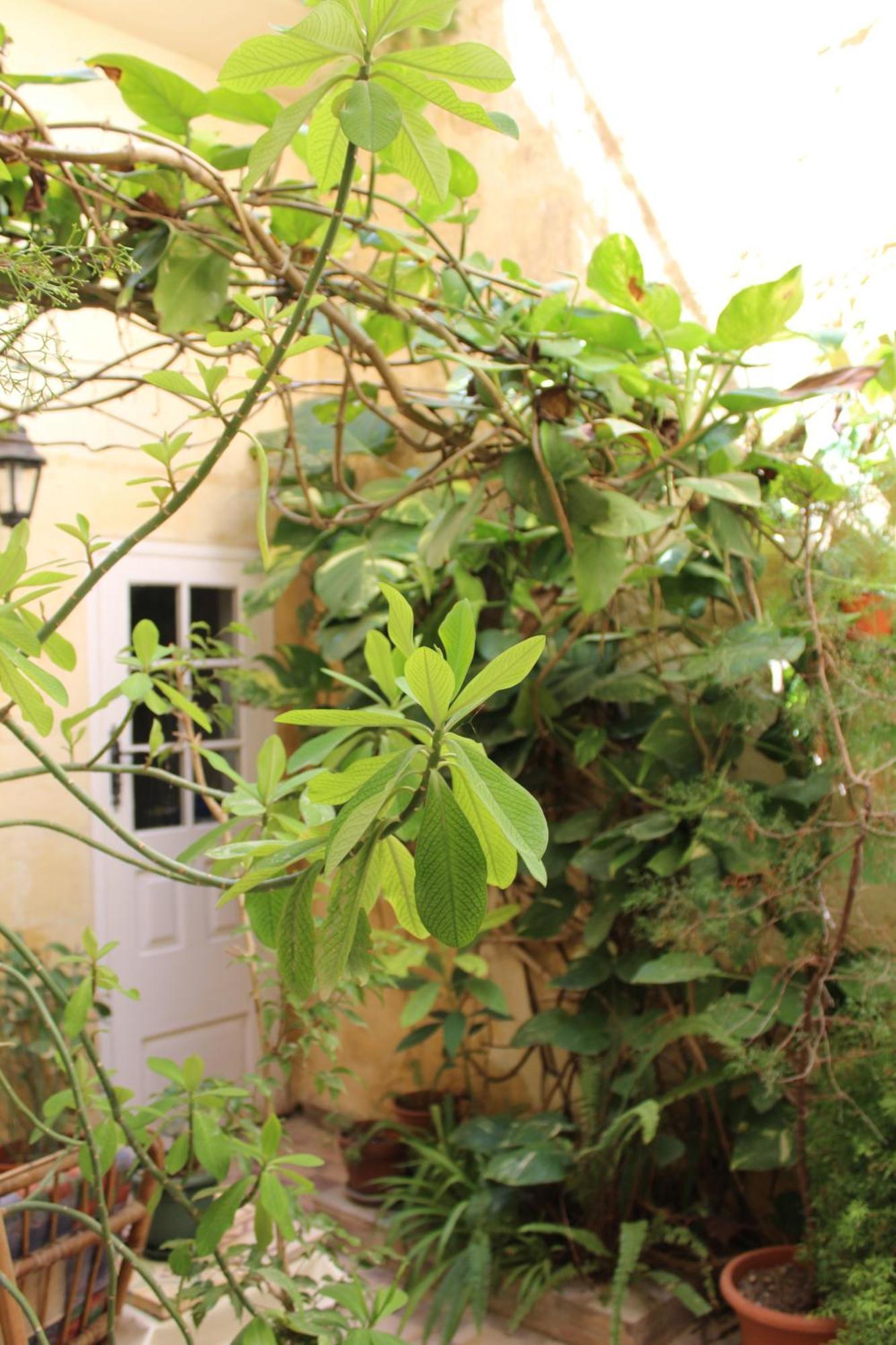 Maria Townhouse Heart Of Victoria B&B 外观 照片